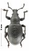 Otiorhynchus sp.